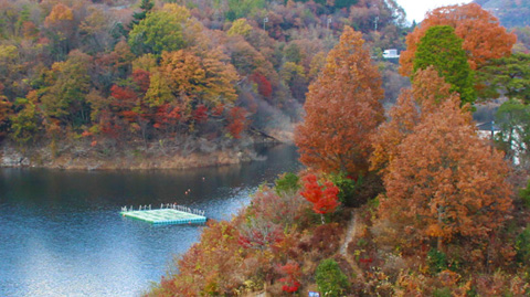 阿木川湖畔の紅葉